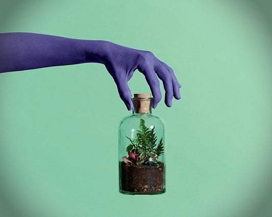 Leafage Lil Sista Terrarium DIY Kit